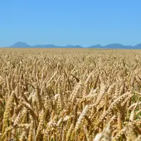 Les bons rendements n'ont pas suffi à compenser la baisse des cours des céréales, impactant lourdement l'économie des fermes céréalières puydomoises.