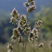 Dactyle sauvage.