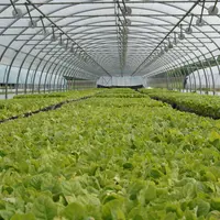 les plants de tabac se développent sous serre en hydroponie