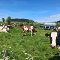 Attention à la tétanie d’herbage : elle reste l’un des accidents métaboliques les plus redoutés au moment de la mise à l’herbe.