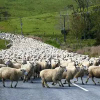 L’accord entre l'Europe et l'Australie prévoit l’ouverture d’un contingent de 25 000 tonnes de viande ovine australienne.