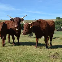 vaches salers dans un près