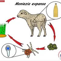 La présence d’un hôte intermédiaire, l’oribate, un acarien microscopique, est indispensable pour boucler le cycle de Moniezia expansa. Il se contamine