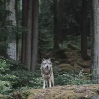 loup dans un forêt