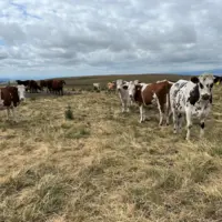 Vaches laitières dans un pâturage de montagne