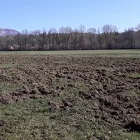 dégâts de sangliers dans une prairie du Puy-de-Dôme