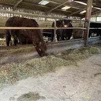 Jeunes bovins salers en train de manger dans une étable