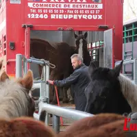 Des chevaux lourds montent dans un semi-remorque bétaillère.