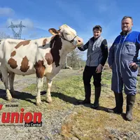 une vache et deux hommes