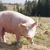 Les scientifiques ont révélé que les sangliers étaient responsables de la contamination des porcs en Roumanie mais que l'inverse avait également eu li