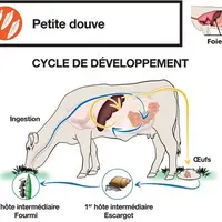 La petite douve présente un cycle original avec deux hôtes intermédiaires : un escargot terrestre puis une fourmi, on parle de cycle trixène.