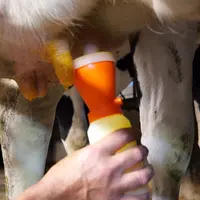 Trempage des trayons des vaches laitiÃ¨res Ã  la fin de la traite.Trempage des trayons des vaches laitiÃ¨res Ã  la fin de la traite.
