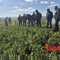 un groupe de personne regarde un plant de colza