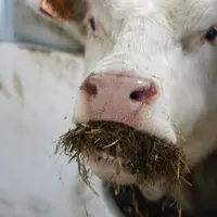 Taurillon charolais testé sur le GreenFeed.