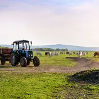 Tracteur et vaches