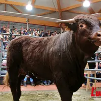 jeune taureau de race salers dans un ring de vente
