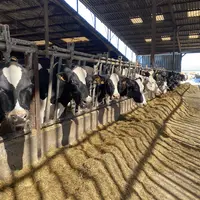 vaches laitières du GAEC Archer