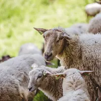 A herd of sheep grazing on a grass-covered field captured on a sunny day