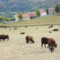 La race Noire du Velay compte 6 164 brebis en 2025.