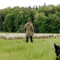 Le troupeau itinérant du Lycée de Rochefort-Montagne est arrivé à Aydat le 12 mai dernier, accompagné de son berger.