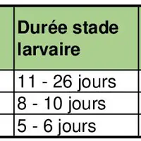 La durée du cycle est étroitement liée à la température ambiante, plus il fait chaud, plus la dynamique de contamination s’accélère.