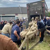 Départ des ovins de la foire