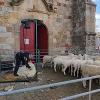 tonte de moutons foire ovine Louroux-Hodement 2026