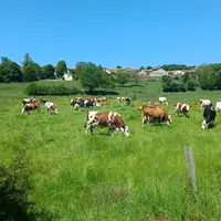 Vaches au pâturage