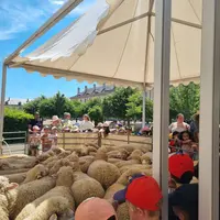 troupeau de Moutons