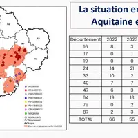 Les foyers se concentrent dans les zones historiques (24, 40, 64) avec un développement très important cette année dans le 87. Les différentes souches