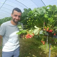 Les plants de petits fruits plantés par Alexandre Clémenson entrent en production.