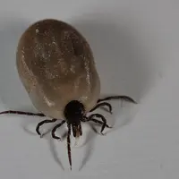 tique Ixodes ricinus