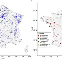 Si Ixodes ricinus reste de loin la tique la plus présente en France, d’autres espèces sont également rencontrées.