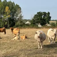 Les troupeaux souffrent actuellement de la canicule.