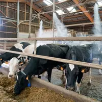 vaches laitières dans un bâtiment