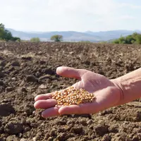 mai avec grains de blé dans un champ