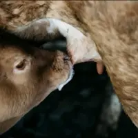 veau sous la mère