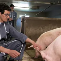 Christophe Delmond avec ses porcs