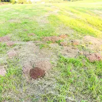 un champ infesté de campagnols