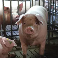 porc dans un bâtiment.