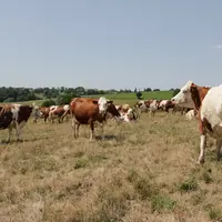 La pousse de l'herbe est aujourd'hui stoppée à toutes les altitudes.