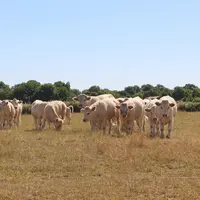 L'intégralité du département du Puy-de-Dôme est désormais concerné par le manque d'herbe. À l'échelle de la France, aucune région n'est épargnée.