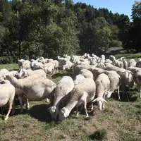 La contamination aux strongles digestifs est directement liée au pâturage.