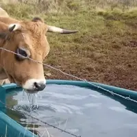 Le changement climatique amplifie les besoins en eau des animaux d'élevage, en raison du stress thermique.