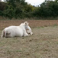 Les fortes chaleurs entrainent une baisse des performances de l'ensemble des animaux d'élevage.
