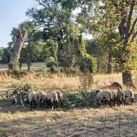 En période de sécheresse, les feuilles encore vertes des arbres peuvent être une source d'alimentation complémentaires pour les troupeaux.