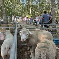 Foire de Neuvy 2026