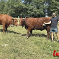 jeune éleveur devant une vache salers au pré