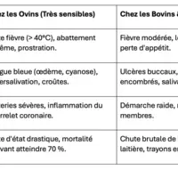 Les symptômes cliniques de la FCO3 chez les ruminants