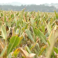 Le remplissage des grains de maïs pourrait être insuffisant, entraînant une baisse de la teneur en amidon et donc de la valeur énergétique des ensilag